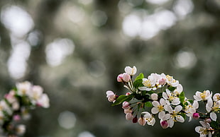selective photo of white petaled flowers